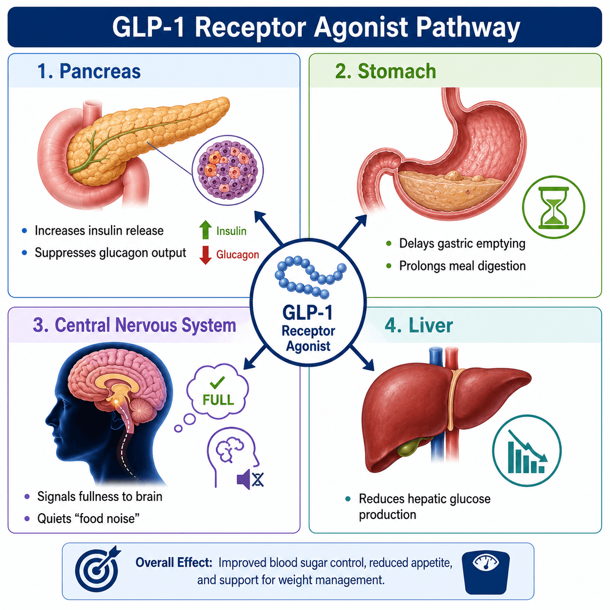 GLP-1 Receptor Agonists mechanism chart